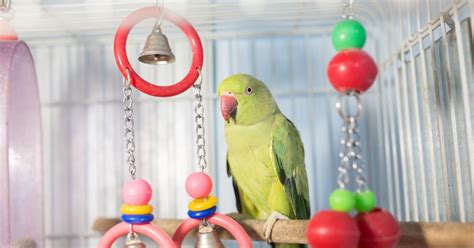 The 5 Best Parrot Cages A Proper Guide