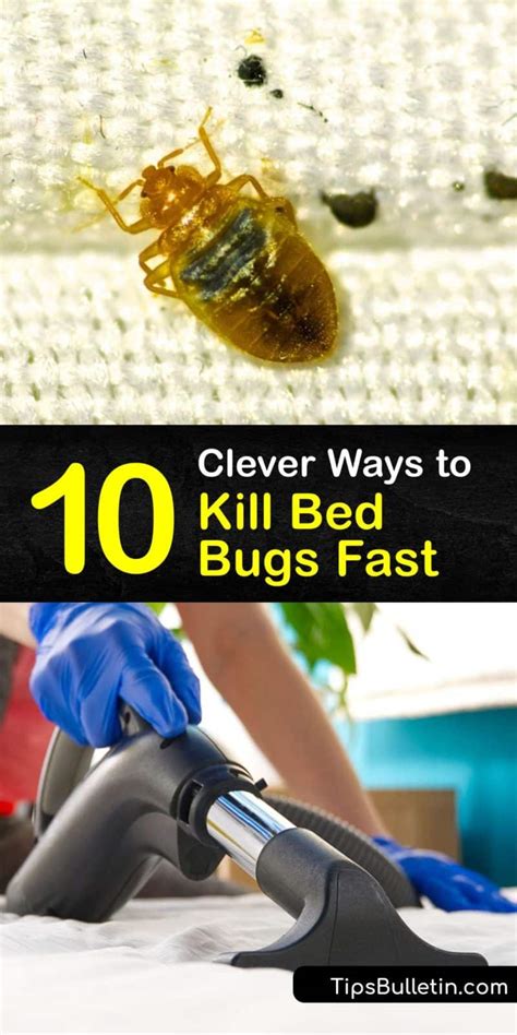 10 Clever Ways To Kill Bed Bugs Fast