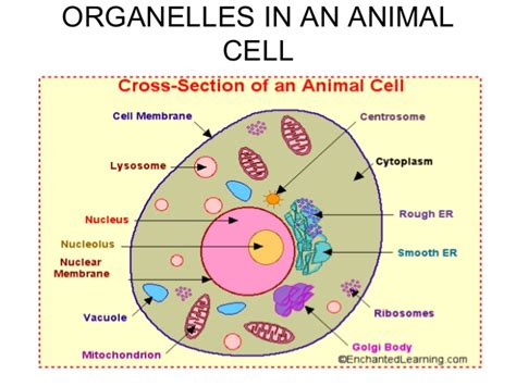 Animal cell definition with cell size and shape. Organelles in an Animal Cell