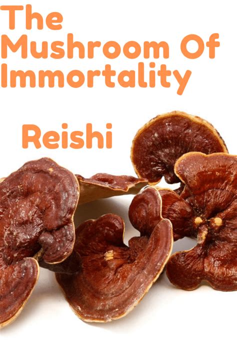 Why Reishi Is The Mushroom Of Immortality Medicinal Mushroom 101