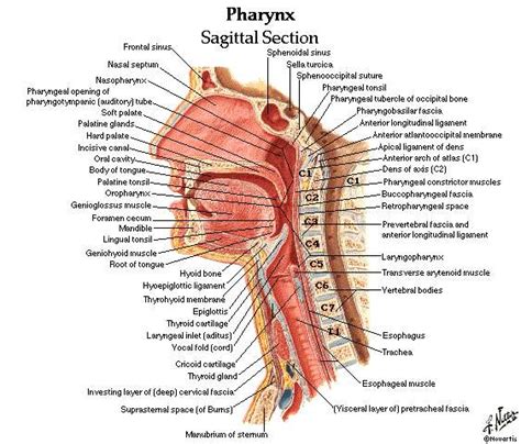 Some important structures contained in or passing through the neck include the seven cervical vertebrae and enclosed spinal cord, the jugular veins and carotid arteries, part of the esophagus, the larynx. Neck diagram