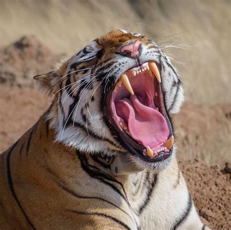 Tiger Tooth Admin Animal Photography Throwback Cool Photos