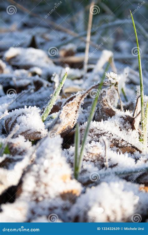 Winter Cold Frost Stock Image Image Of December Leave 133432639