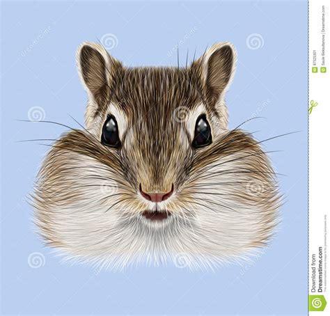 Illustrated Portrait Of Chipmunk Stock Illustration Illustration Of