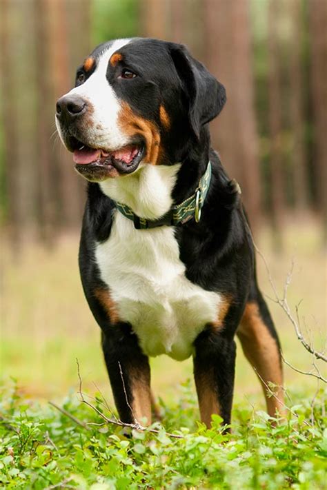 Greater Swiss Mountain Dog Dog Breed Information