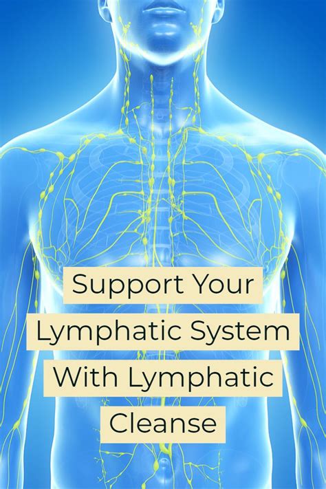 The Lymphatic System Is A Network Of Tissues Organs And A Complex