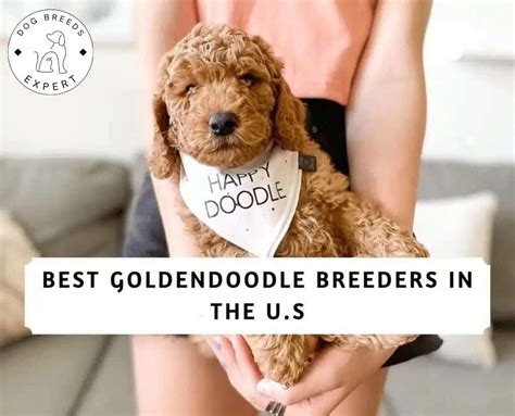 The 16 Best Goldendoodle Breeders In Usa 2023