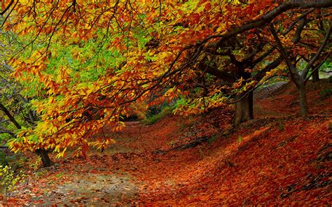 Download Wallpaper 2560x1600 Forest Autumn Foliage Trees Widescreen