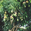Mango (Mangifera indica) | Tooth Mountain Nursery