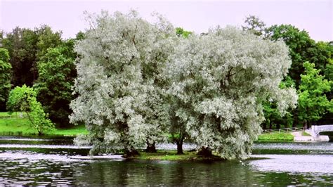 Check spelling or type a new query. Salix Alba Tristis Wikipedia / Trauerweide Salix Alba ...