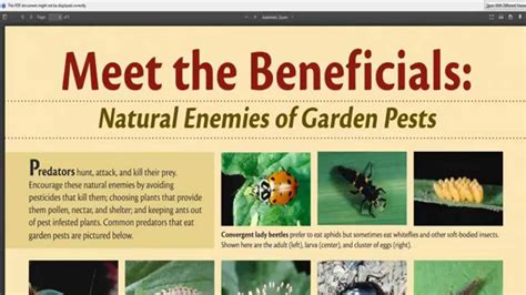 Which Are The Beneficial Predatory Insects For Your