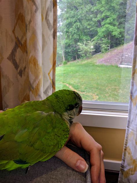 Mom Can We Just Cuddle And Look Outside All Day Parrots