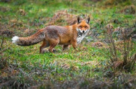 10 Interesting Red Fox Facts for Kids, Parents and Teachers