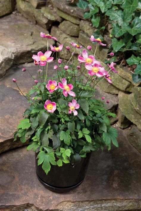 Anemone Hupehensis Pretty Lady Series Aris Horticulture Inc