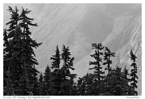 Black And White Picturephoto Conifers And Hazy Forested Slope North