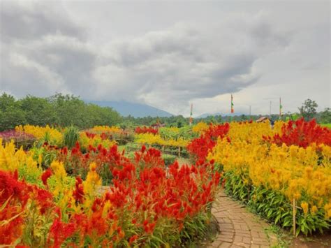 Taman bunga kampung jamboe berada di jl. Taman Bunga Pandeglang, Pelangi di Daratan yang Mempesona