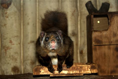 Japanese Giant Flying Squirrel Petaurista Leucogenys Zoochat