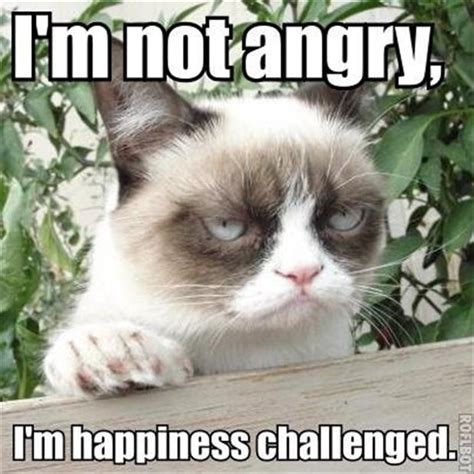Grumpy Cat Funny Cats Dump A Day