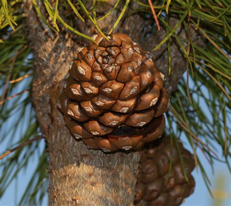 Pinus Pinea Pi pinyoner Sol Jardí