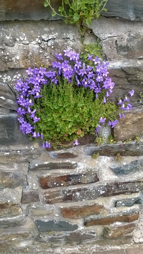 Natural Stone Walls Look Beautiful With Help From Nature Natural Stone Wall Natural Stones