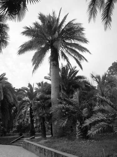 Palm Trees In Sochi Russia Discussing Palm Trees Worldwide Palmtalk
