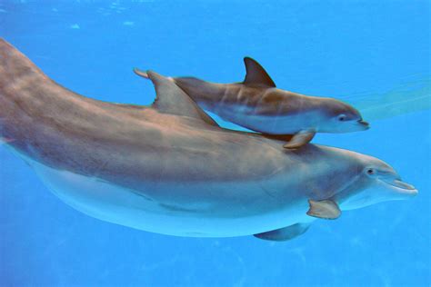Baby Dolphin Born At Brookfield Zoo Romeoville Il Patch