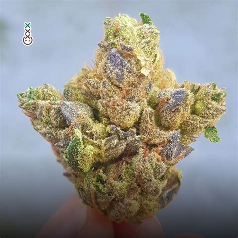 Purple Weed How Cannabis Changes Colors Amsterdam Genetics
