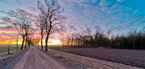 Dirt Road With Maple Trees In Winter Sunrise Free Stock Photo Freeimages