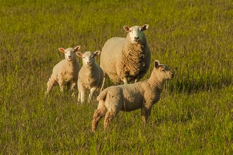 Free Images Nature Grass Field Farm Meadow Prairie Wildlife