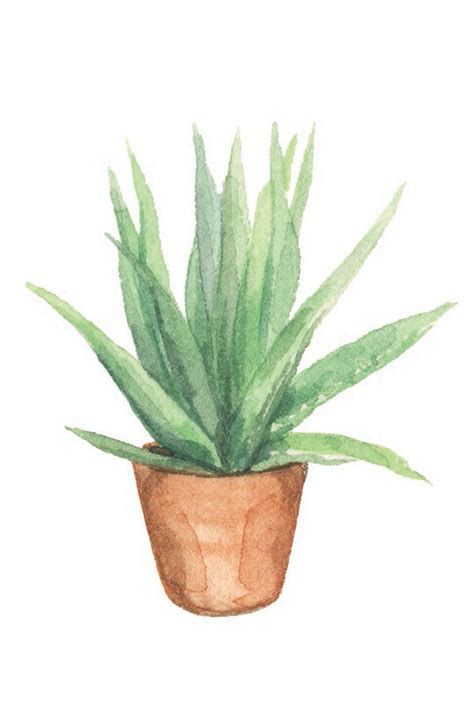 House Plant Drawing Easy Anyone Can Create Great Looking Diy Plant