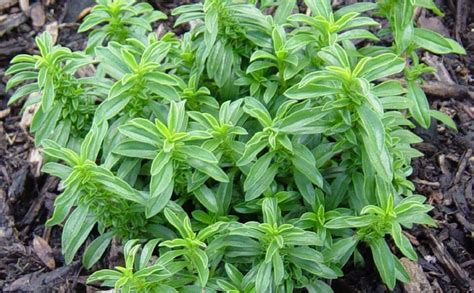 Growing Winter Savory How To Grow Harvest And Preserve This Herb