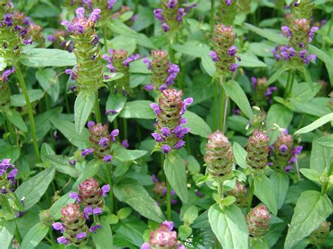 Harvesting the self heal herb. The Homeopathic Trituration Proving of Prunella Vulgaris ...