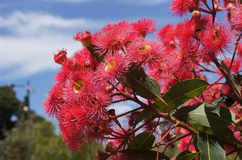 Corymbia Ficifolia Red Flowering Gum Oz Trees Native Plant Nursery