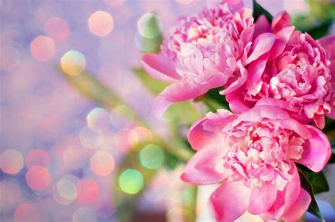 Pink Peony Wallpapers Wallpaper Cave