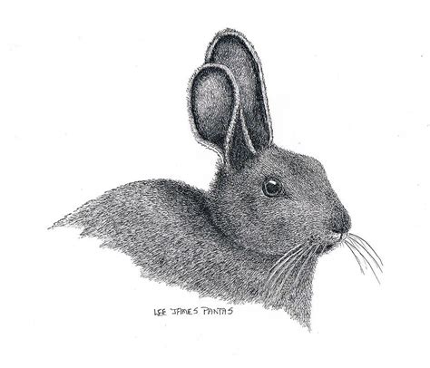 Snowshoe Hare Drawing By Lee Pantas Fine Art America