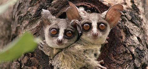 Thanks to almighty god, ma team, fam and the fans, we winning. 10 Amazing Animal Facts (GALAGOS, also known as BUSH BABIES)