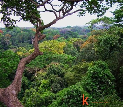 Ekosistem Hutan Hujan Di Kalimantan Borneo Channel Riset