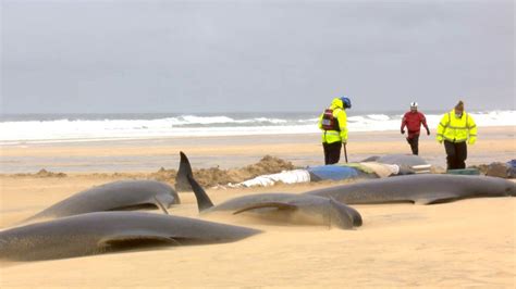 Littlestone Warning To Stay Away From Dead Whale On Beach Bbc News