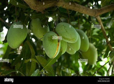 Mango Plantation Chapainawabgnaj Bangladesh Stock Photo Alamy