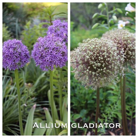 Another Reason To Love Ornamental Alliums Seed Heads Longfield