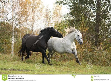 Black And White Horse Galloping Royalty Free Stock Photo