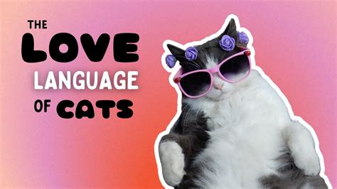 5 ways cats say i love you the love language of cats youtube