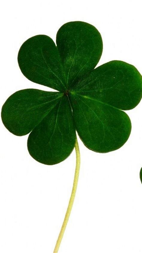 Four Leaf Clover Wallpapers Download Mobcup