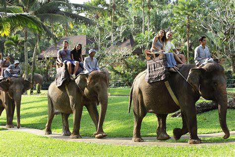 Bali Elephant Ride Tour Tours To Riding An Elephant In Bali Islands