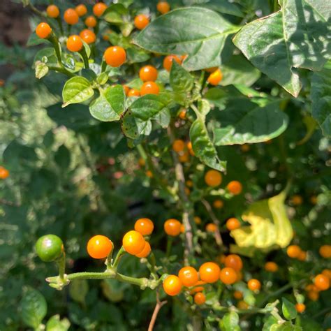 Aji Charapita Pepper Seeds Tyler Farms