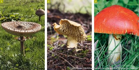 9 champignons comestibles à cueillir sans crainte | Champignon comestible, Champignon, Lépiote