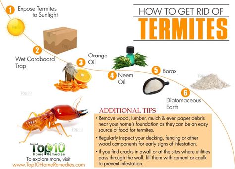 But what alternatives are there to pest control? How to Get Rid of Termites | Top 10 Home Remedies