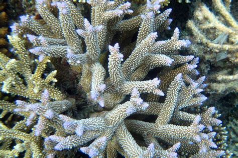 The Robust Staghorn Coral Whats That Fish