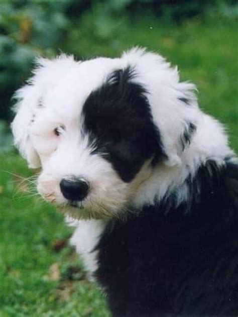 Old English Sheepdog Dog Breed Complete Guide A Z Animals