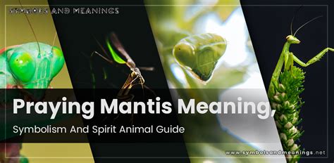 Praying Mantis Meaning Symbolism And Spirit Animal Guide